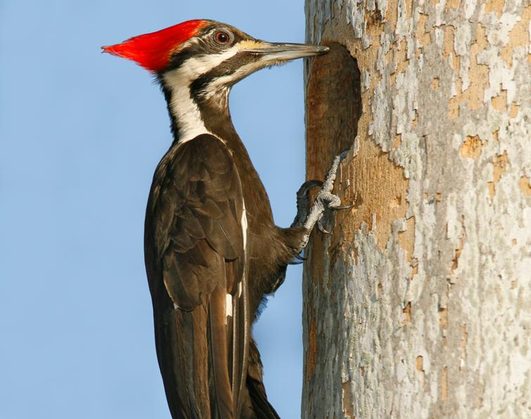 Image result for the woodpecker owes his success